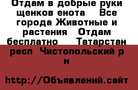 Отдам в добрые руки щенков енота. - Все города Животные и растения » Отдам бесплатно   . Татарстан респ.,Чистопольский р-н